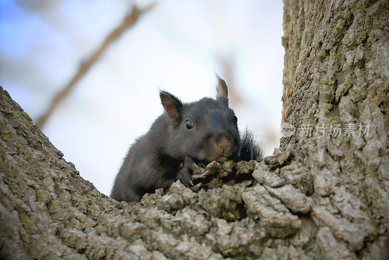 东部灰松鼠(Sciurus carolinensis)从树的弯处向下窥视